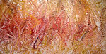 Emily Kame Kngwarreye, Bush Yam Dreaming Fine Art Reproduction Oil Painting